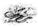 Viper or Adder (Vipera vulgaris) (Job 20.16, Is.30.6, 59.5, Matt.3.7, 12.34, 23.33, Lk.3.7, Act.28.3)